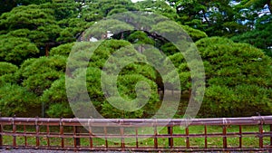 300 year old pine tree. Japanese garden