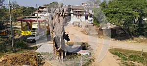 300 years old tamarind tree now dried