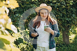 30s Woman in hat tasting red wine in vineyard. Portrait of pretty young woman holding smartphone and bottle of wine on