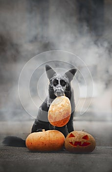 31/5000 Sobaka poziruyet s tykvoy v dymu A dog posing with a pumpkin in the smoke