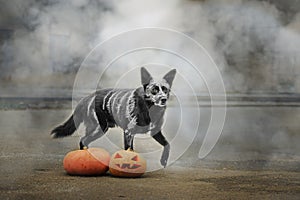 31/5000 Sobaka poziruyet s tykvoy v dymu A dog posing with a pumpkin in the smoke