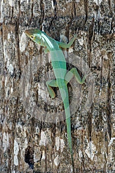 32/5000 hide and seek with a little lizard