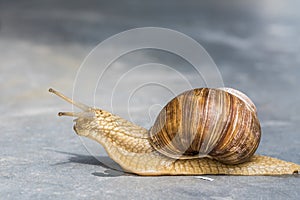 33/5000.Horned snail on gray background