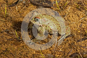 35/5000Sapo De Natterjack Epidalea Calamita