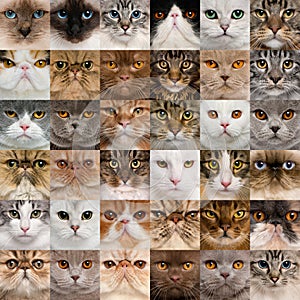 36 cat heads