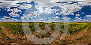 360 degree spherical panorama of summer day blossomong yellow rapseed colza field in eqirectangular projection