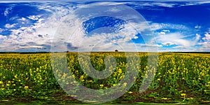 360 degree spherical panorama of summer day blossomong yellow rapseed colza field in eqirectangular projection