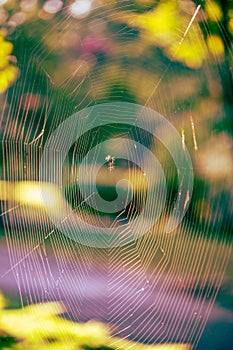 360-Degree Spider Web Shimmering in the Sun