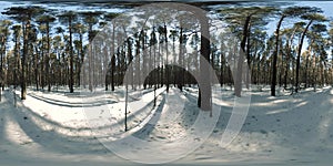 360 vr beautiful snow covered landscape in wild siberian nature during winter sunny morning or sunset. Quiet, noiseless