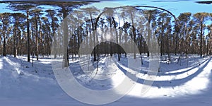 360 vr beautiful snow covered landscape in wild siberian nature during winter sunny morning or sunset. Quiet, noiseless