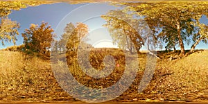 360 VR the green and yellow forest in flat field full of young birches trees. The field with vivid grass is near to the