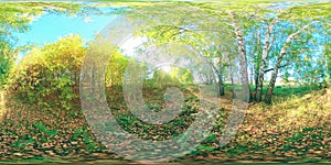 360 VR the green and yellow forest in flat field full of young birches trees. The field with vivid grass is near to the