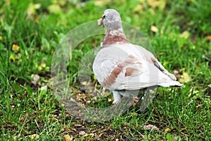 37. Spring idyll. Pigeon city park resting and basking in the sun