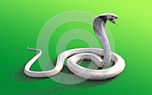 3d Albino king cobra snake