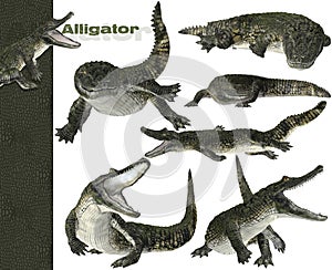3D alligator graphics
