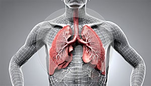 3D Anatomy - The Human Respiratory System