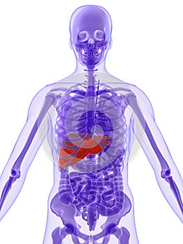 3d anatomy - liver