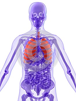 3d anatomy - lung