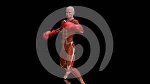 3D anatomy of a man boxing