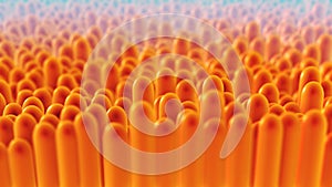 3D Animation Close-Up Intestinal Villi