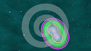 3D animation of dynamic cellular division under the microscope