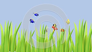 3D Animation - Ornamental Fish - Community Tank