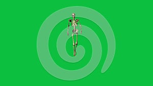 3d animation of skeleton walking