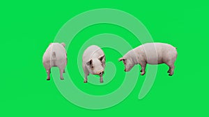 3D animation of three meat pigs on a green screen eating and walking in Chromakey 4K rendering effects