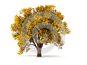 3d autumnal tree