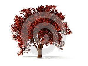 3d autumnal tree
