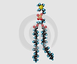 3D ball structure of phospholipid molecules