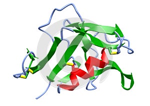 A 3D cartoon model of the human CD94 C-type lectin receptor