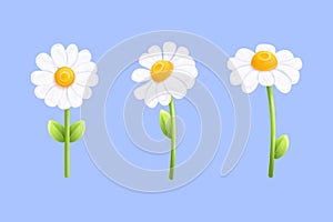 3d chamomile. Daisy flower plant closeup, camomile sunny summer spring flowers beauty nature floral decoration, isolated