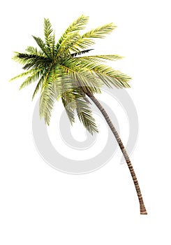 3D coconut tree 02