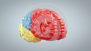3d colorful brain rotating, great mind concept, loop