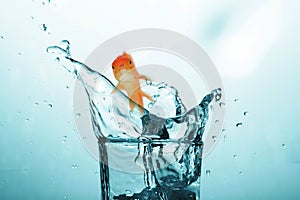 3D Composite image of goldfish swimming with mouth open against white screen