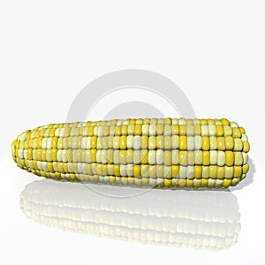 3d Corn Cob