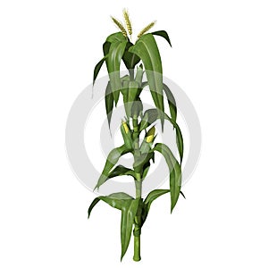 3d Corn Stalk