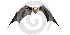 3D digital render of a flying vampire bat isolated on white background