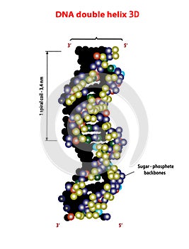 3D DNA structure double helix on white background. Nucleotide, Phosphate, Sugar, and bases. education info graphic. Adenine