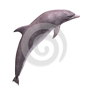 3D Dolphin