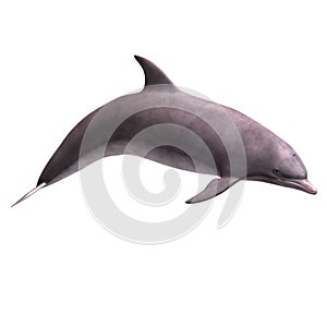3D Dolphin