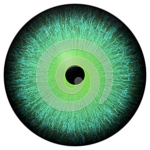 3d effect green eyeball, animal beauty