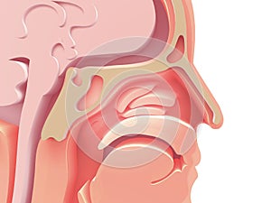 3D enlarged image of the anatomical illustration of the empty human head,