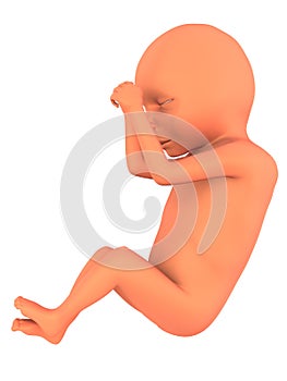 3d fetus
