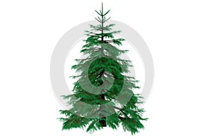 3d fir tree render isolated