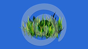 3d grass rotates on on blue screen