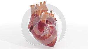 3D Heart Textured Loop Animation