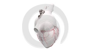 3d human heart organ rotation