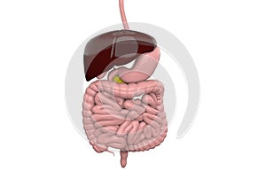 3D human male x-ray digestive system.